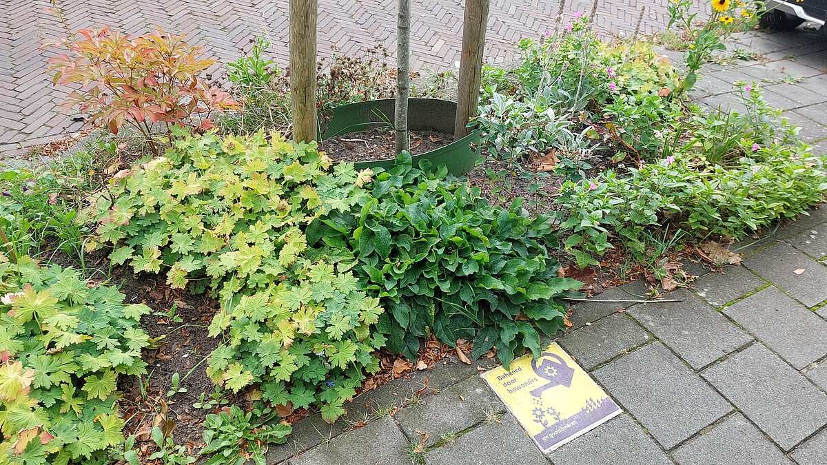een boomtuintje